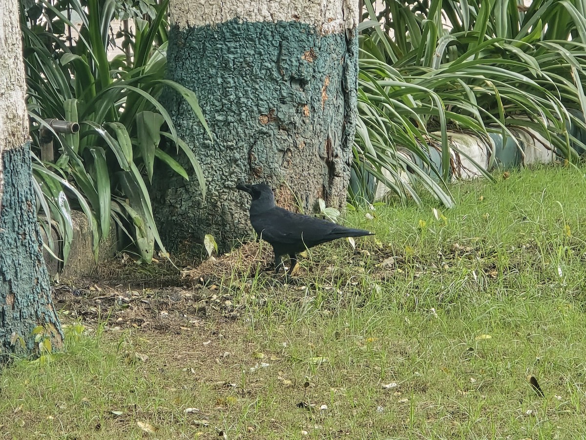 Large-billed Crow (Indian Jungle) - ML643335774
