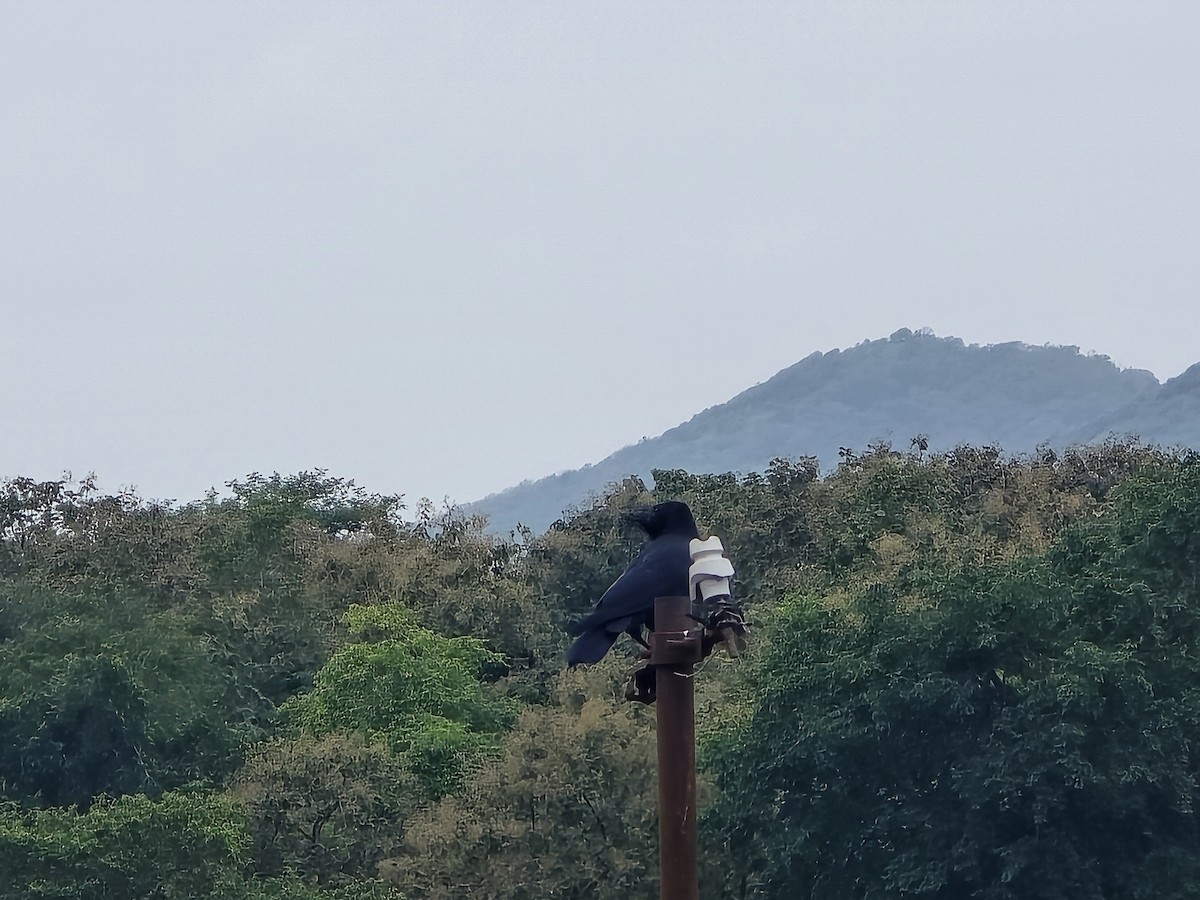 Large-billed Crow (Indian Jungle) - ML643335775