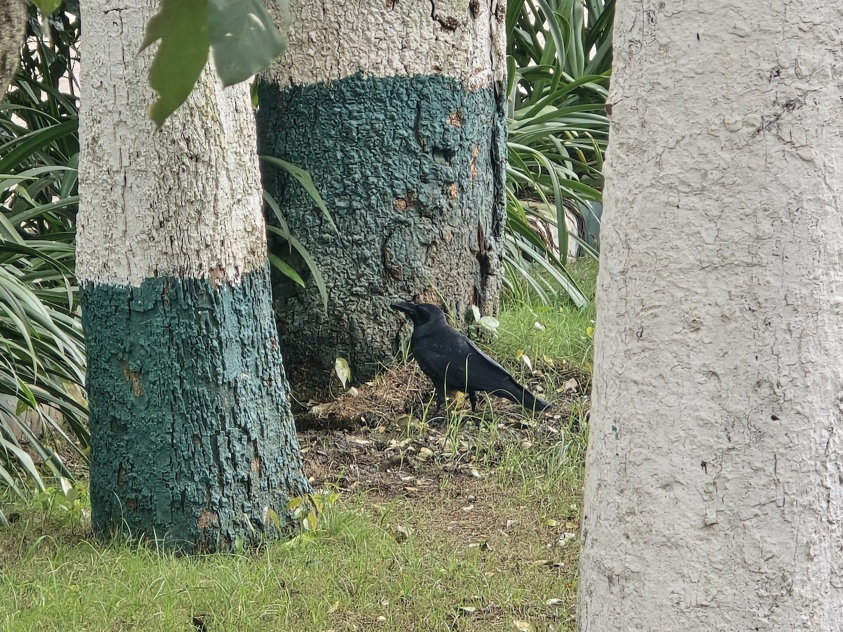 Large-billed Crow (Indian Jungle) - ML643335776