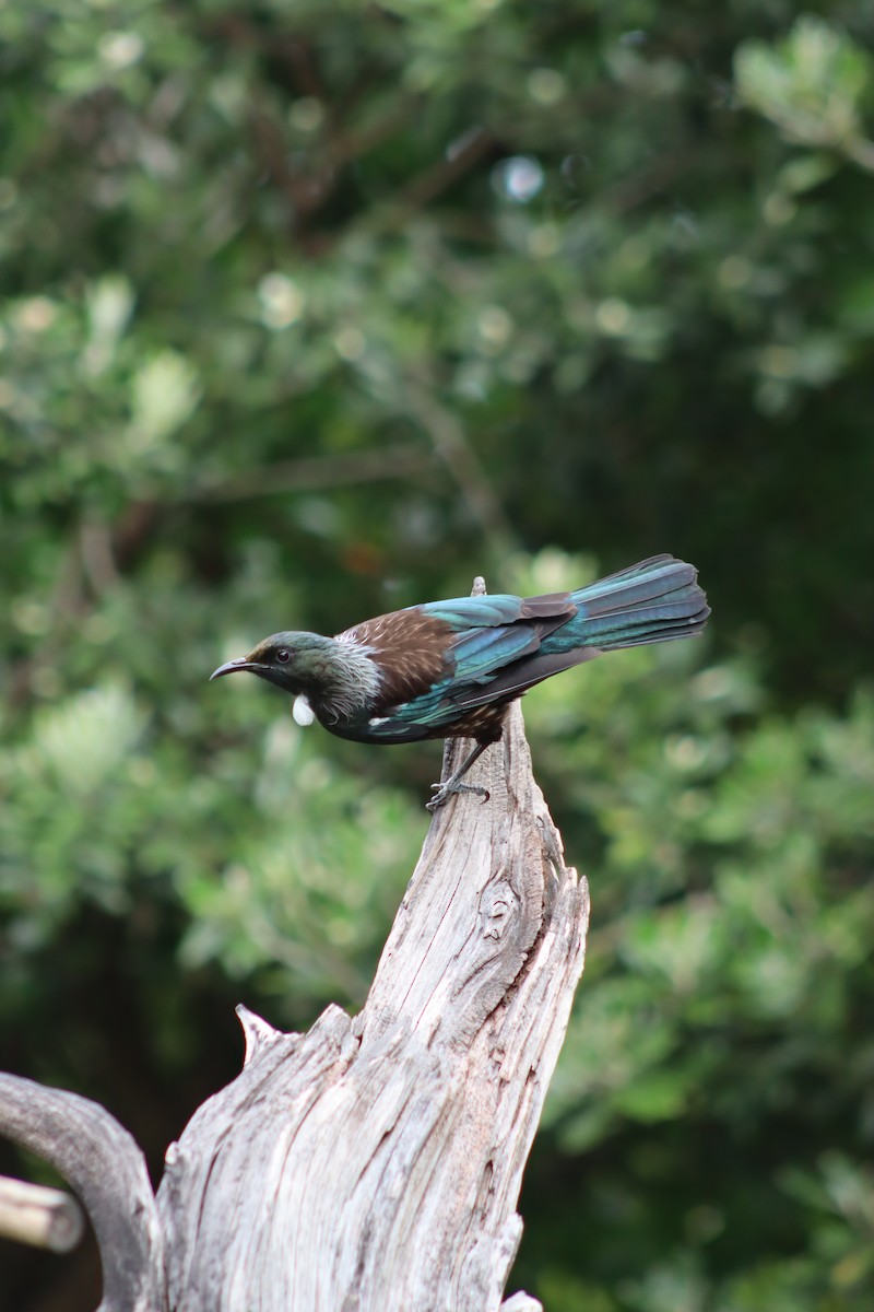 Tui - ML643335781