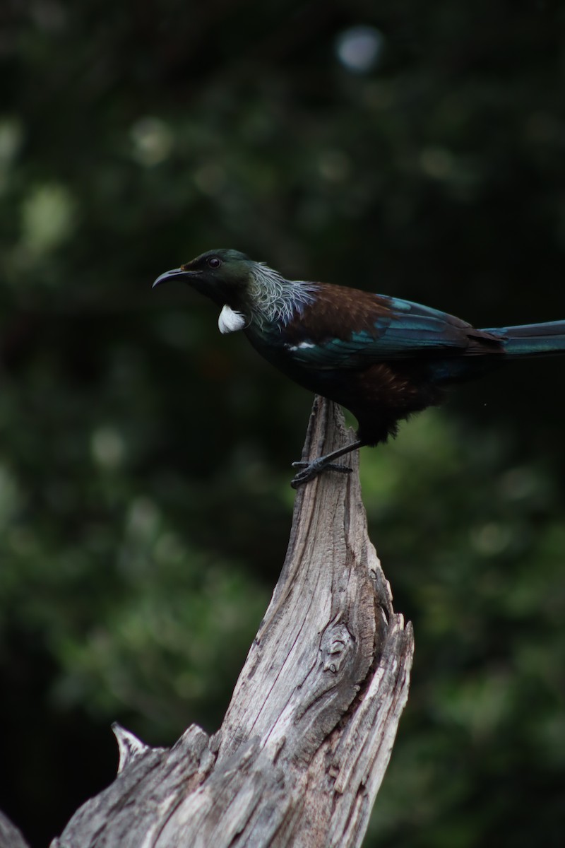 Tui - ML643335785