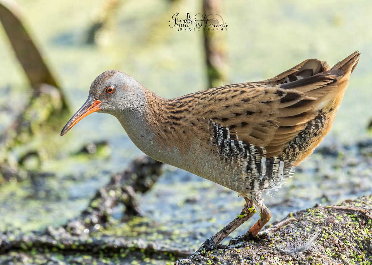 Water Rail - ML643335788