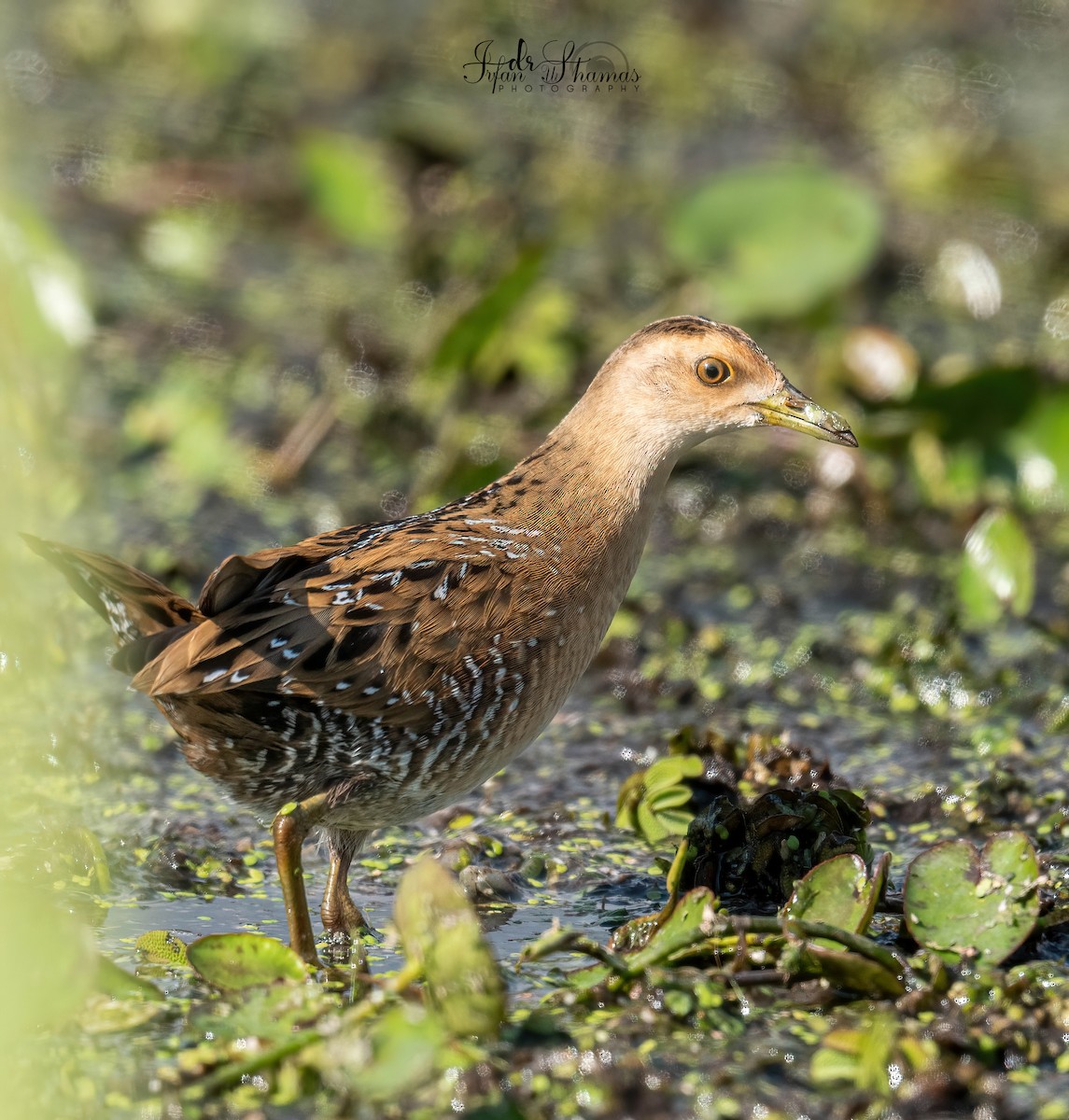 Baillon's Crake - ML643335794