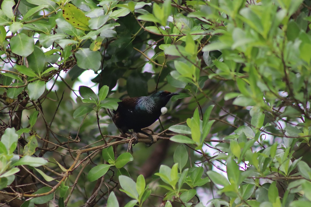 Tui - ML643335795