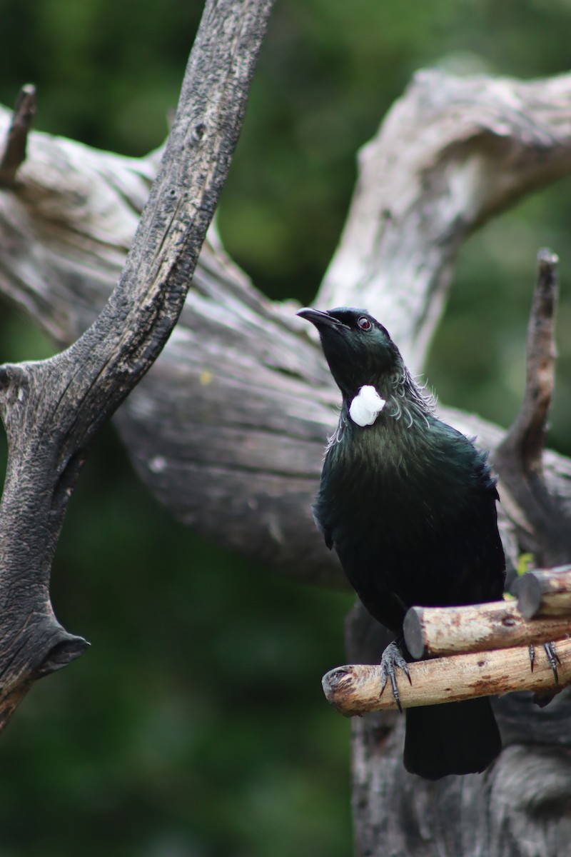 Tui - ML643335808