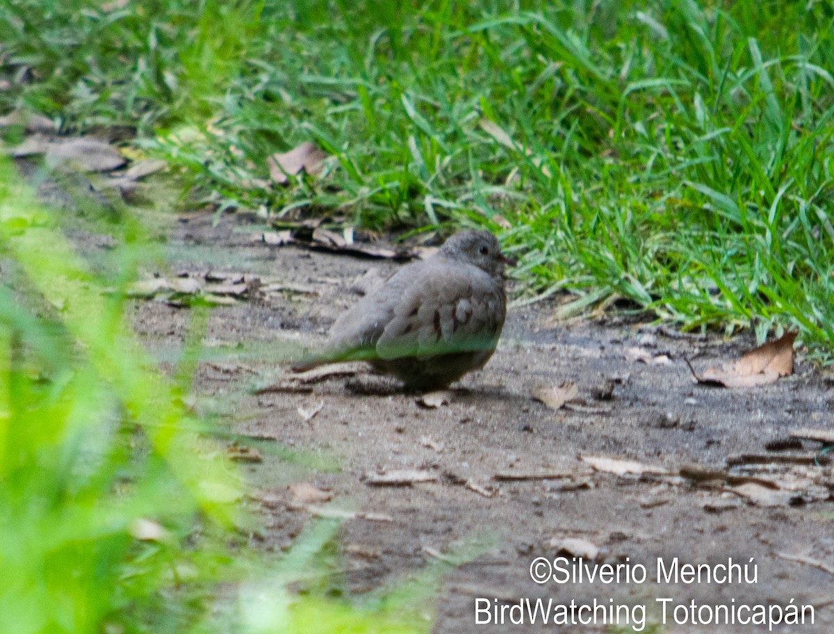 Common Ground Dove - ML643335813