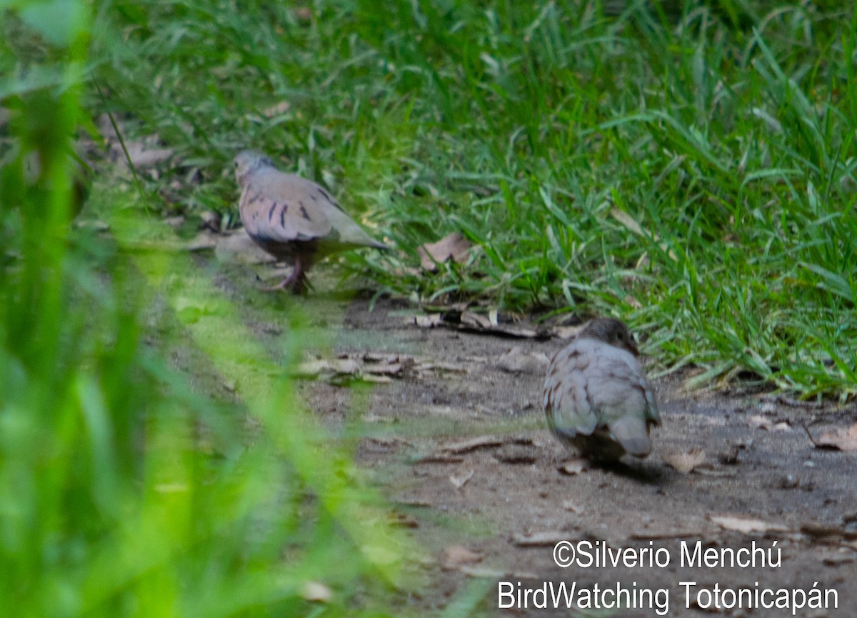 Common Ground Dove - ML643335814
