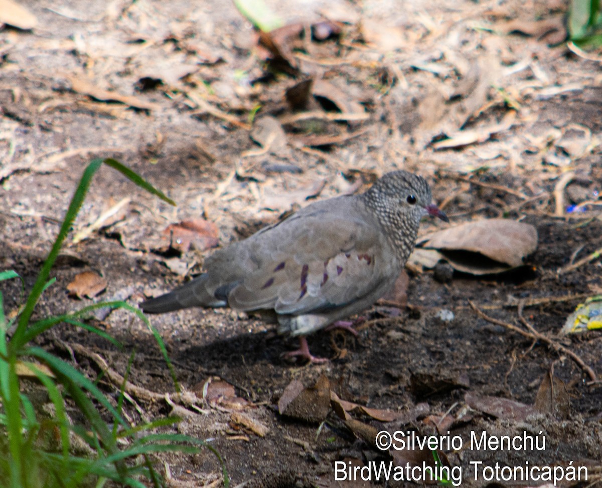 Common Ground Dove - ML643335815