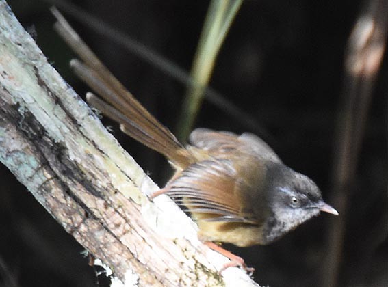 Prinia à sourcils - ML643335828