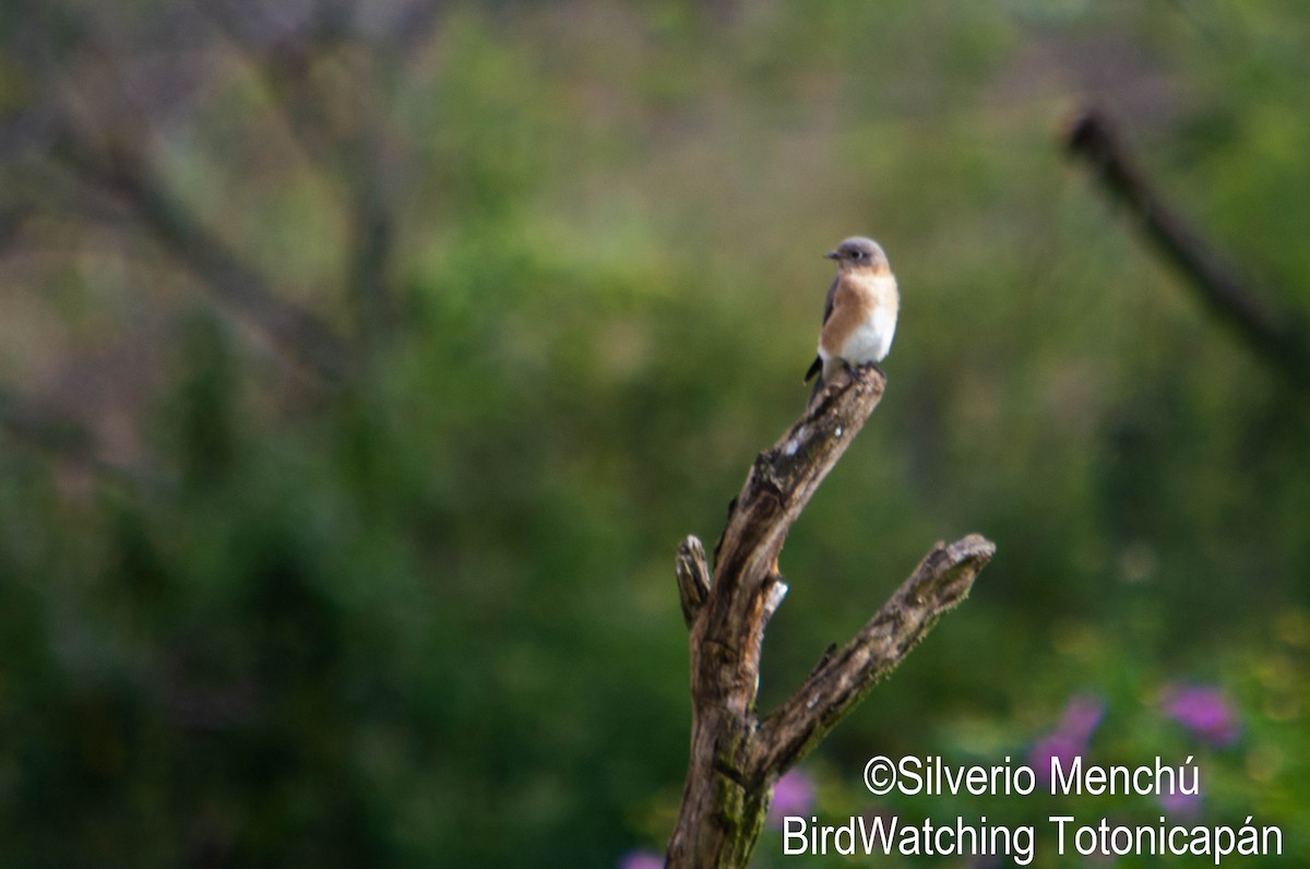 Eastern Bluebird - ML643335831