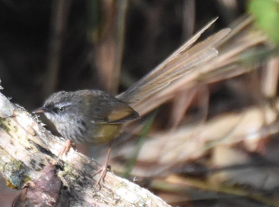 Prinia à sourcils - ML643335834
