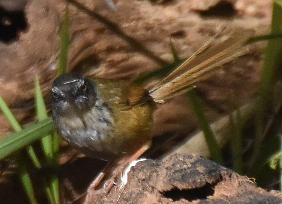 Prinia à sourcils - ML643335837