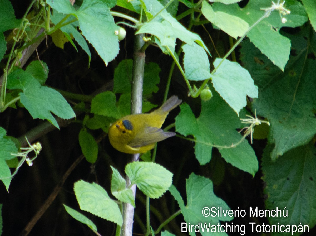 Wilson's Warbler - ML643335840
