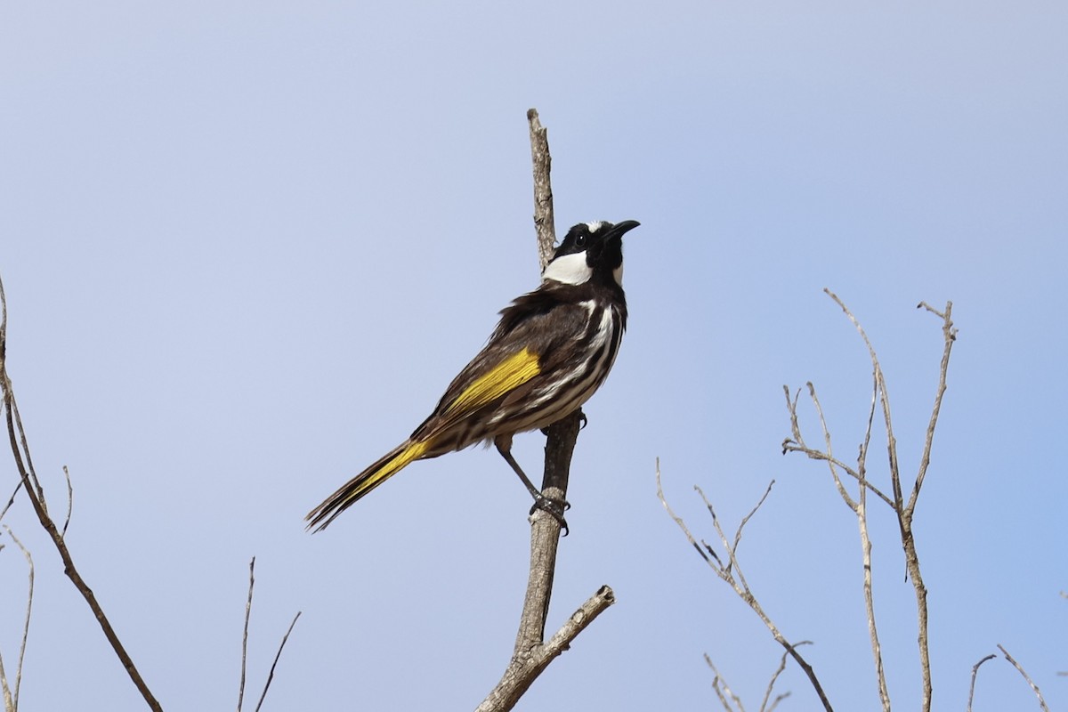 White-cheeked Honeyeater - ML643335841