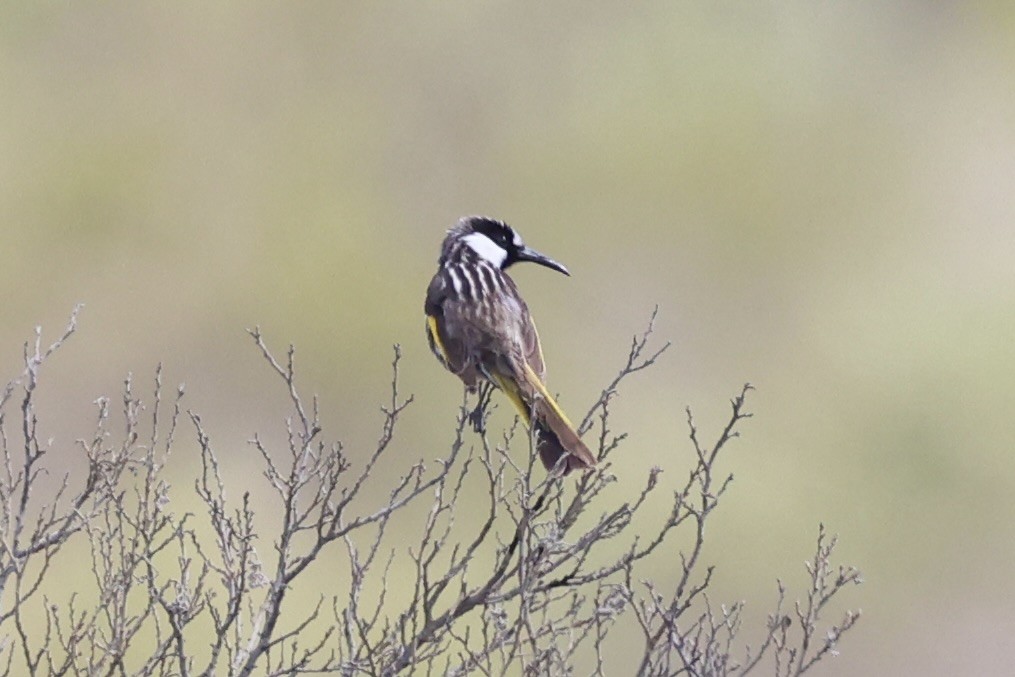 White-cheeked Honeyeater - ML643335842