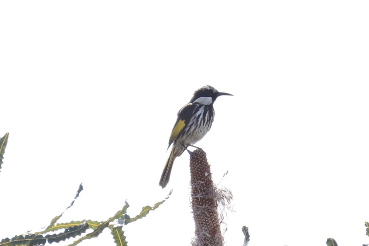 White-cheeked Honeyeater - ML643335843