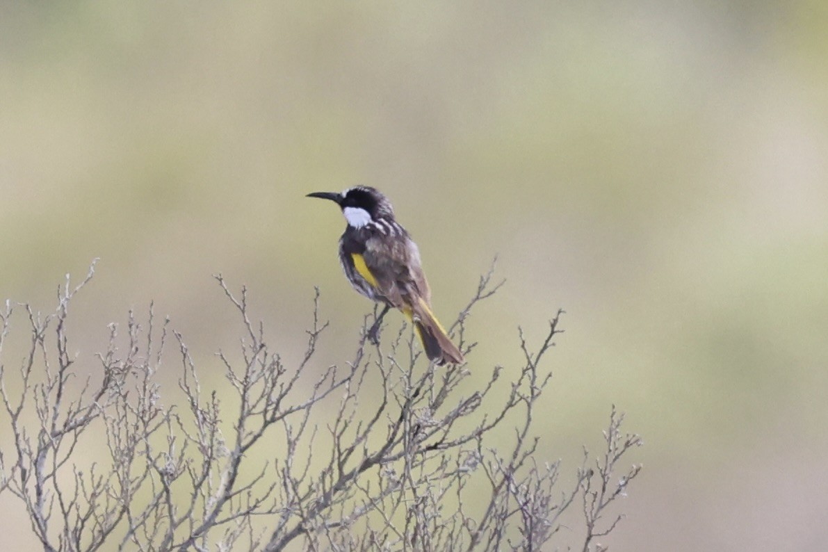 White-cheeked Honeyeater - ML643335844