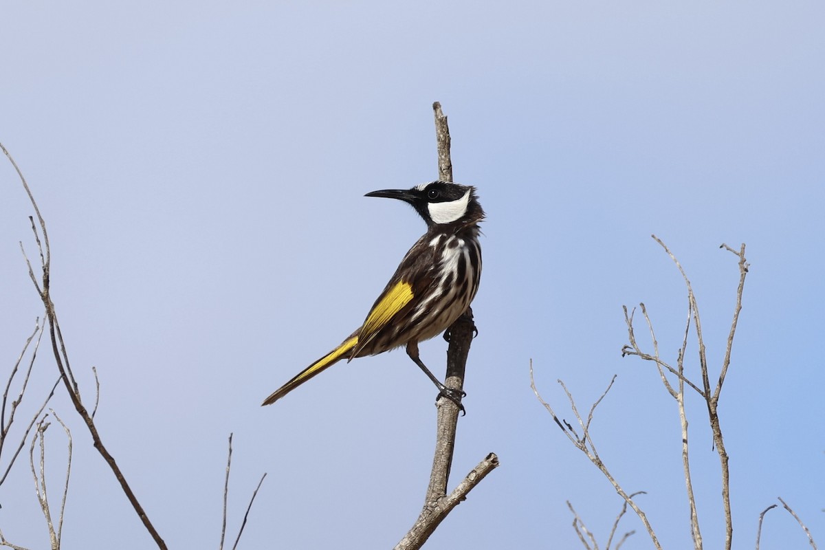 White-cheeked Honeyeater - ML643335845
