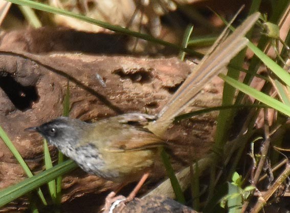 Prinia à sourcils - ML643335847