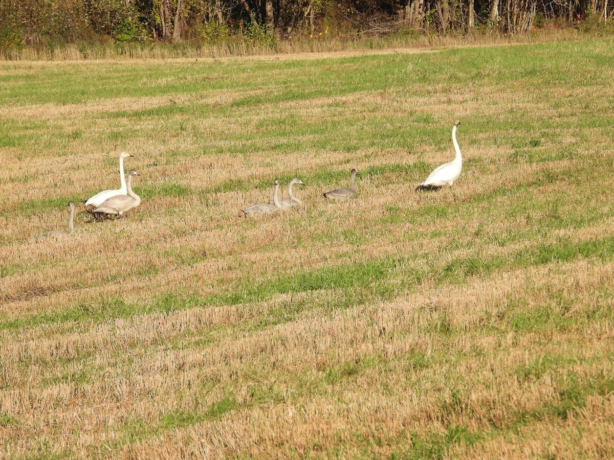 Whooper Swan - ML643335848