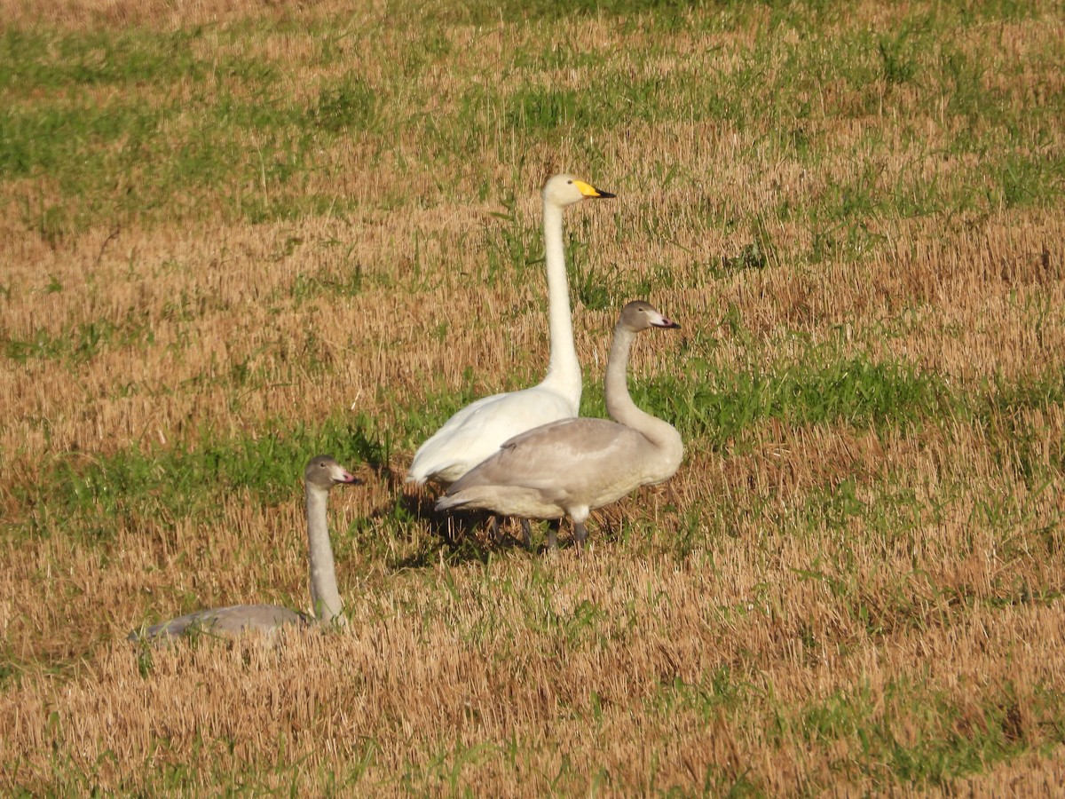 Whooper Swan - ML643335849