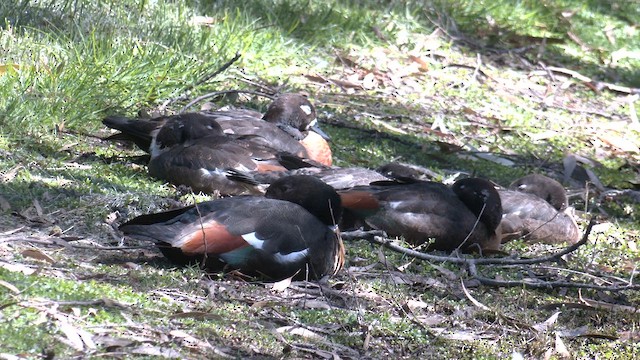 Australian Shelduck - ML643335865