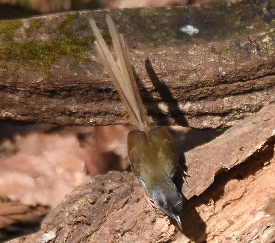 Prinia à sourcils - ML643335873