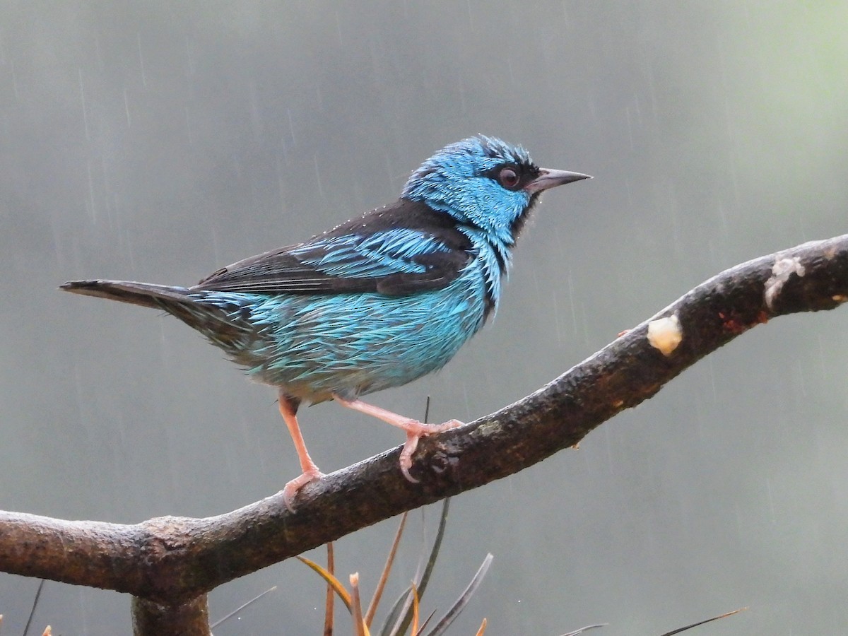Blue Dacnis - ML643335898