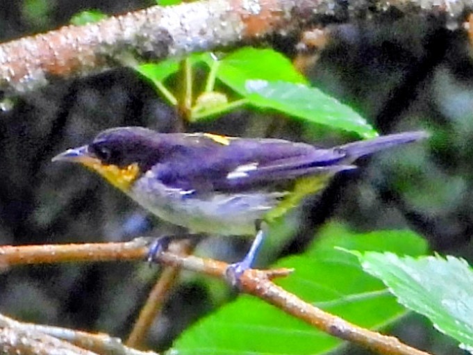 Yellow-backed Tanager - ML643335903
