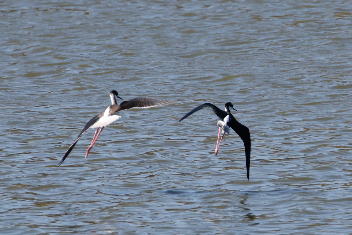 Black-necked Stilt - ML643335913