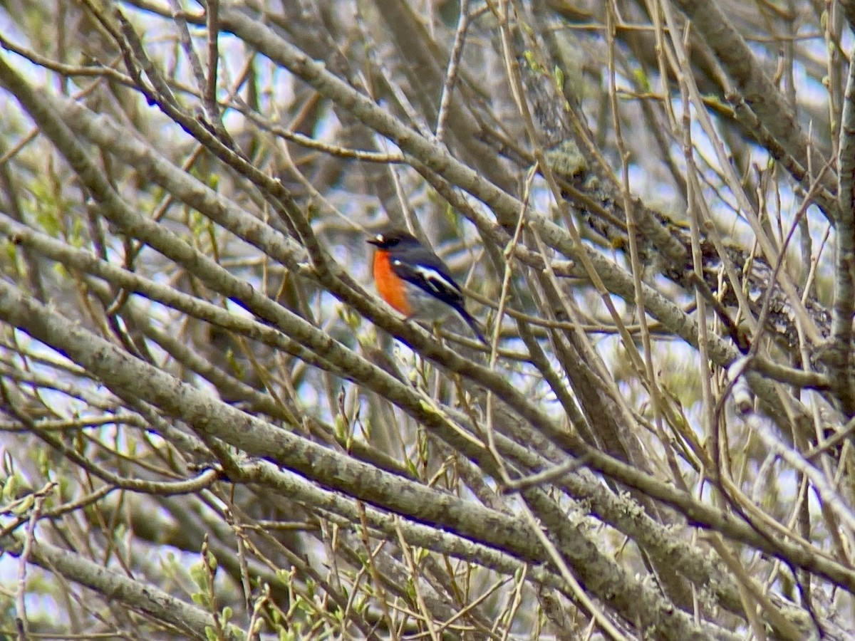 Flame Robin - ML643335966