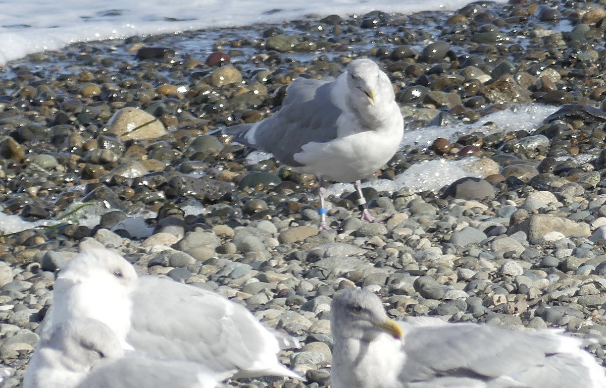 Glaucous-winged Gull - ML643335995