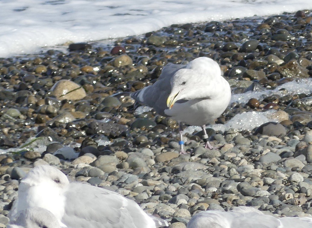 Glaucous-winged Gull - ML643335996