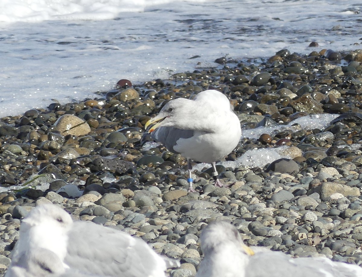 Glaucous-winged Gull - ML643335997