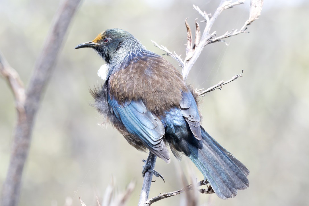 Tui - ML643336013