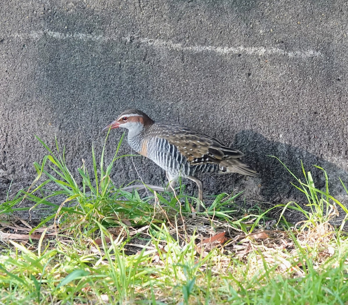 Buff-banded Rail - ML643336018