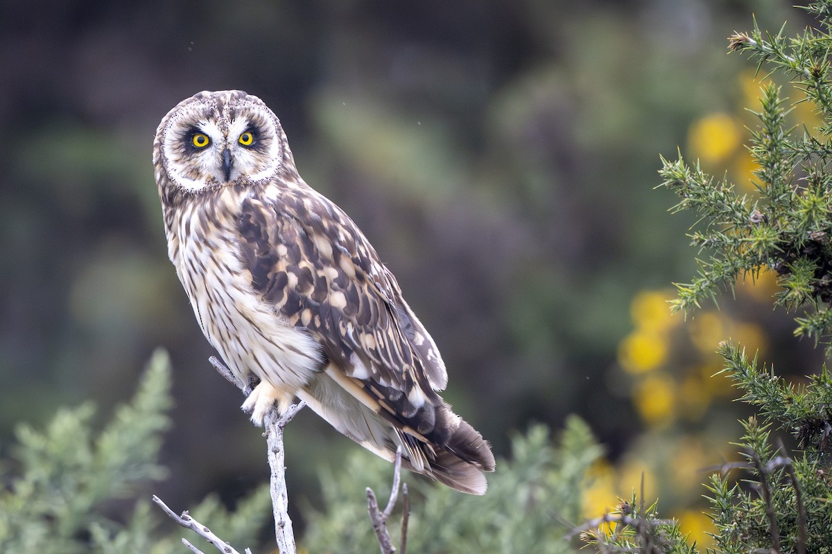Short-eared Owl - ML643336025