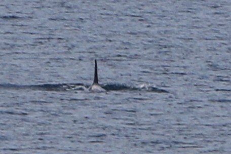 Orca - ML643336028