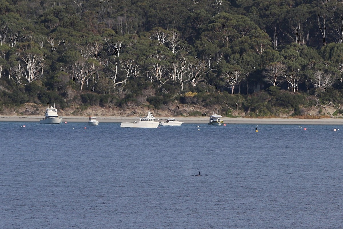 Orca - ML643336031