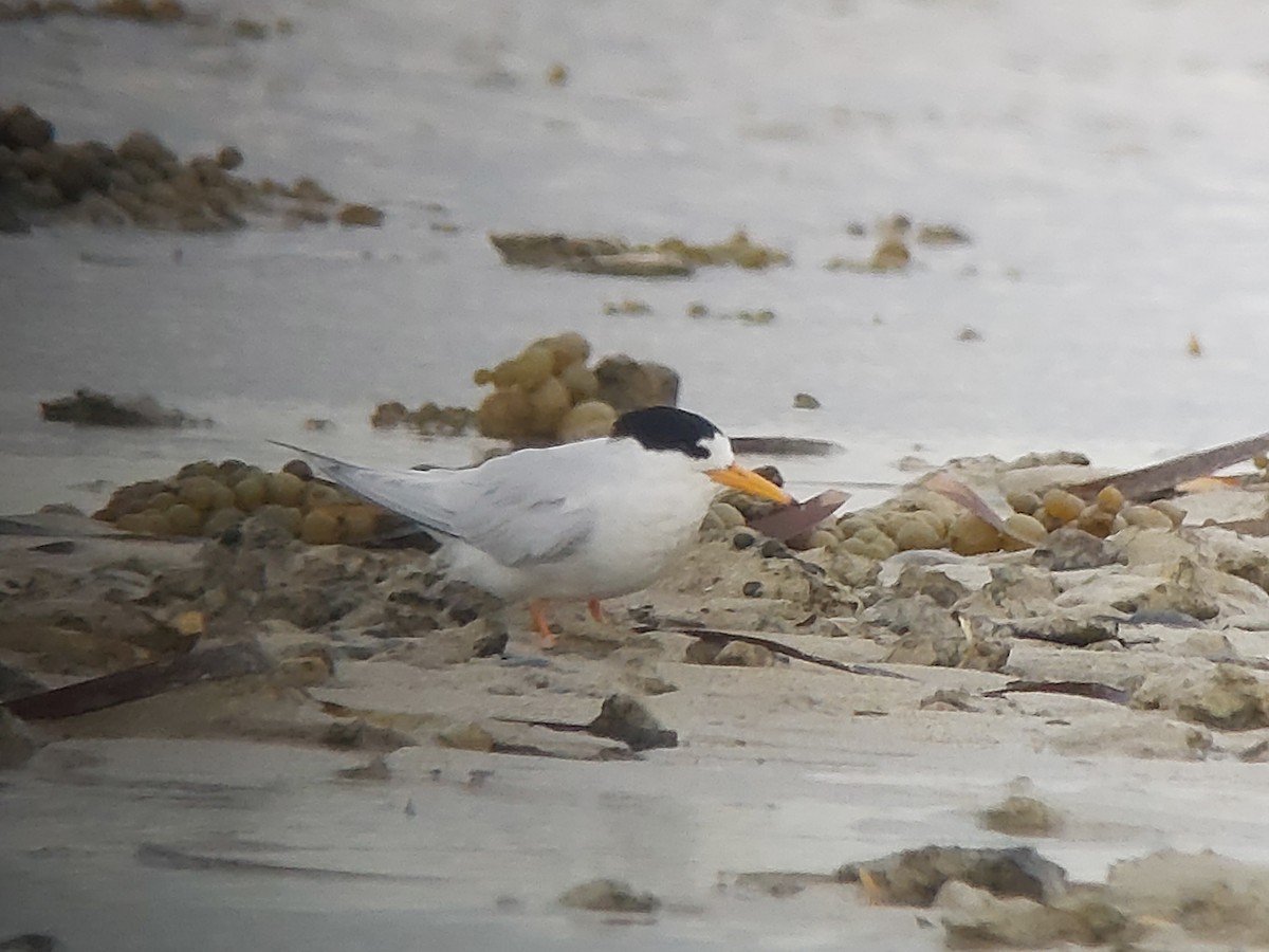 Australian Fairy Tern - ML643336033