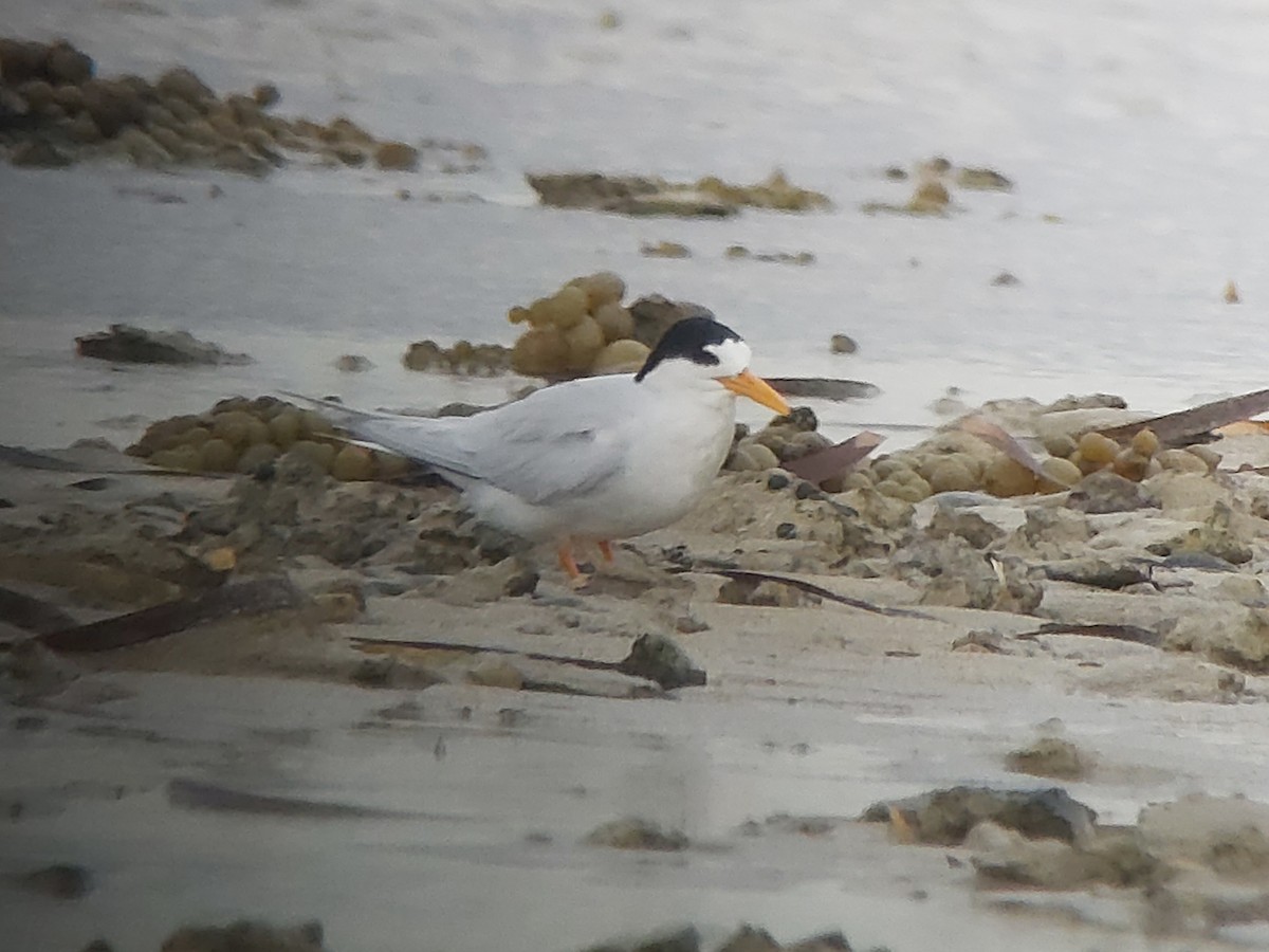 Australian Fairy Tern - ML643336035