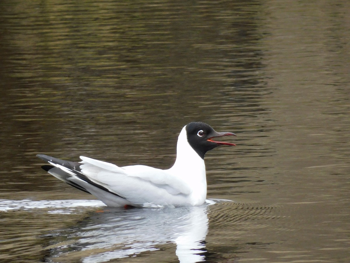 Mouette des Andes - ML643336045