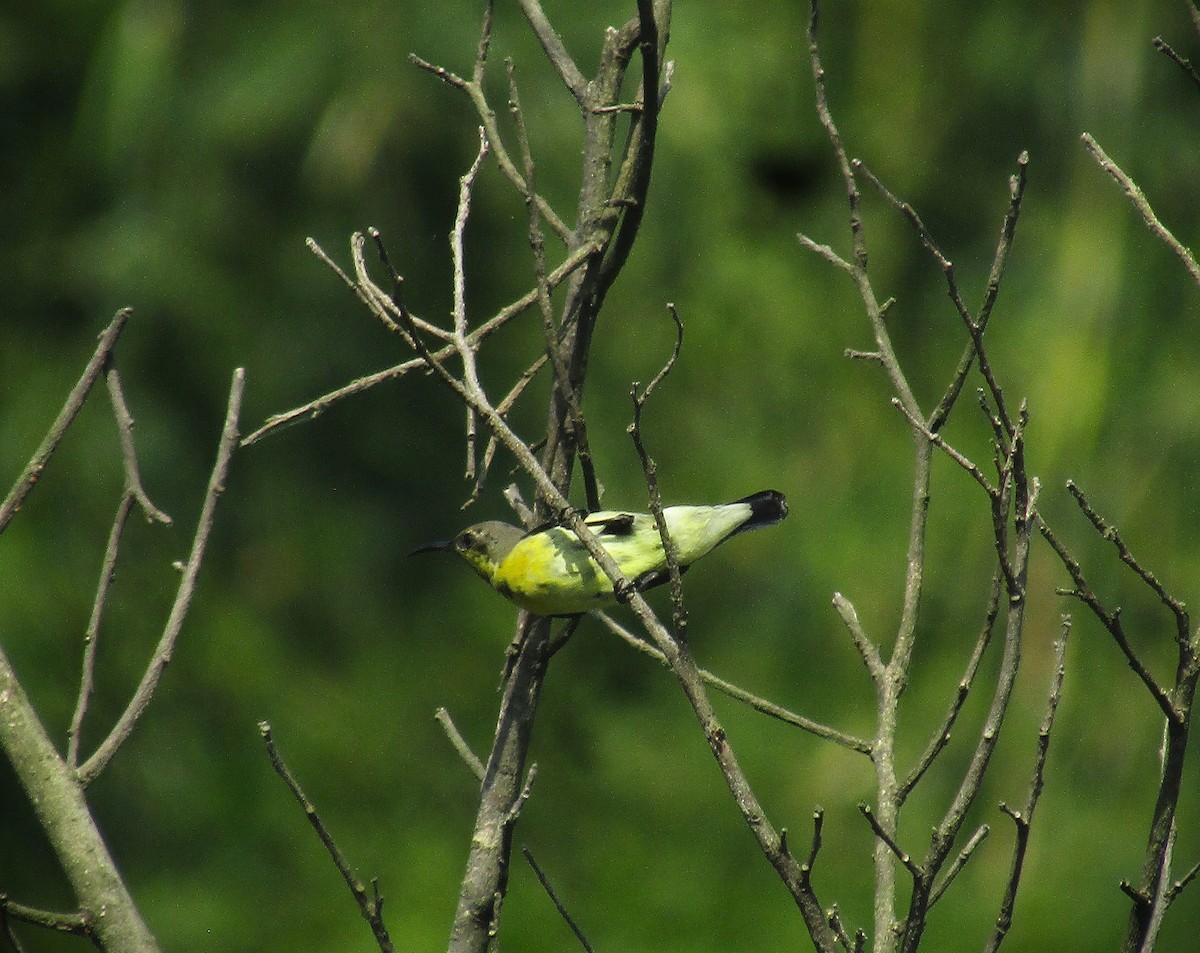Purple-rumped Sunbird - ML643336047
