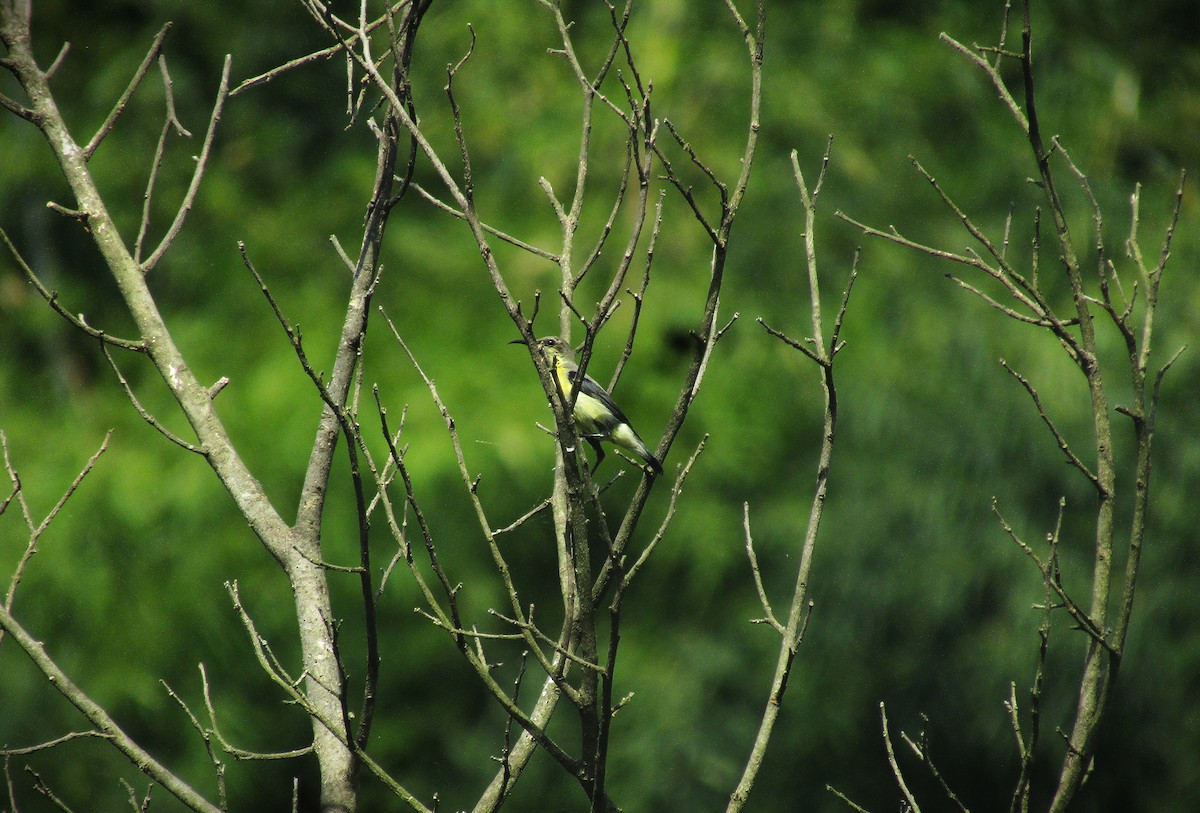 Purple-rumped Sunbird - ML643336048