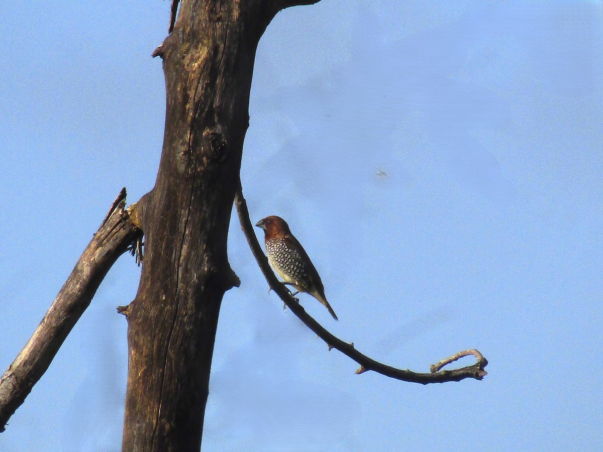 Scaly-breasted Munia - ML643336049