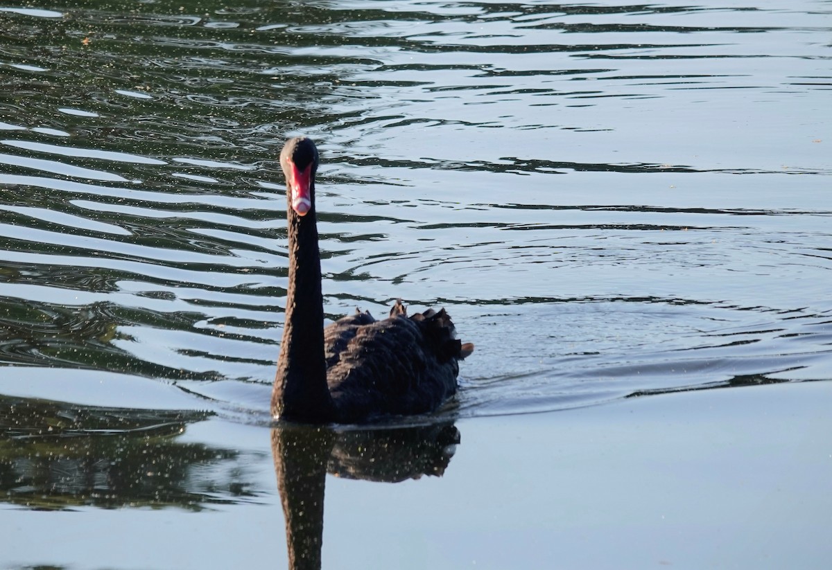 Black Swan - ML643336054
