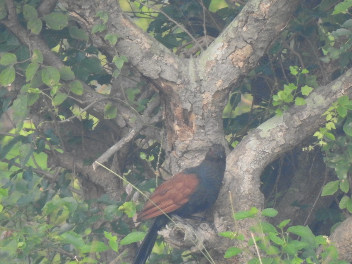 Greater Coucal - ML643336058