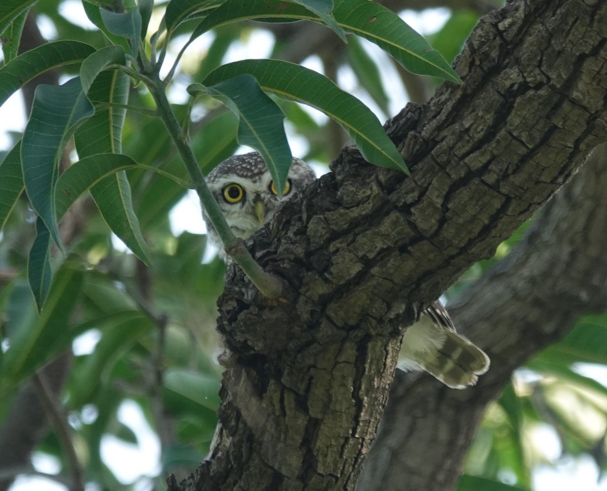 Spotted Owlet - ML643336059