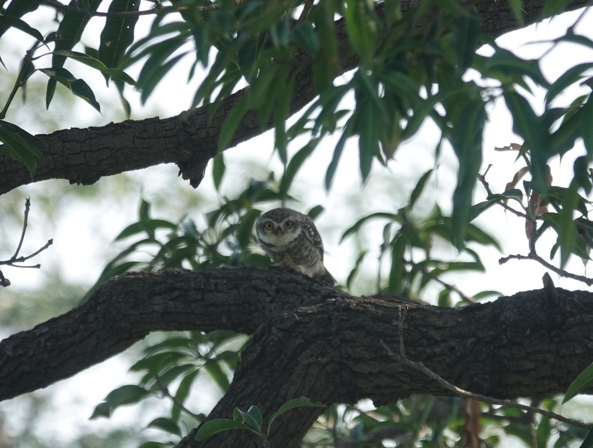 Spotted Owlet - ML643336060