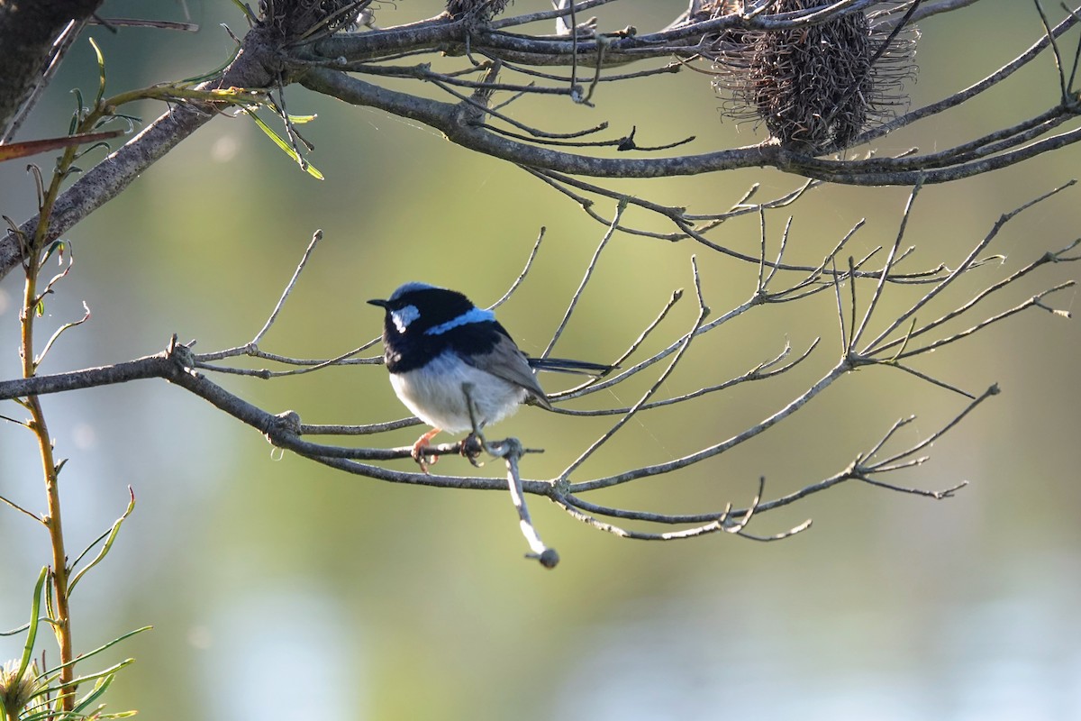 Superb Fairywren - ML643336085
